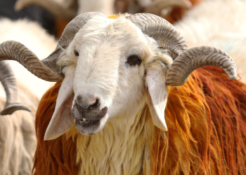 Kurban etinde 'tenya' tehlikesine dikkat!