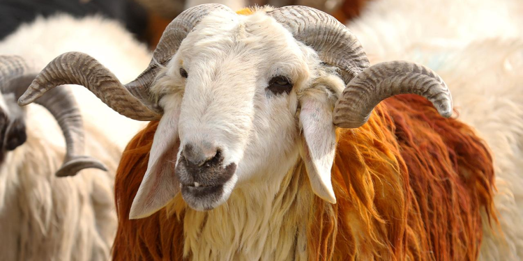 Kurban etinde 'tenya' tehlikesine dikkat!