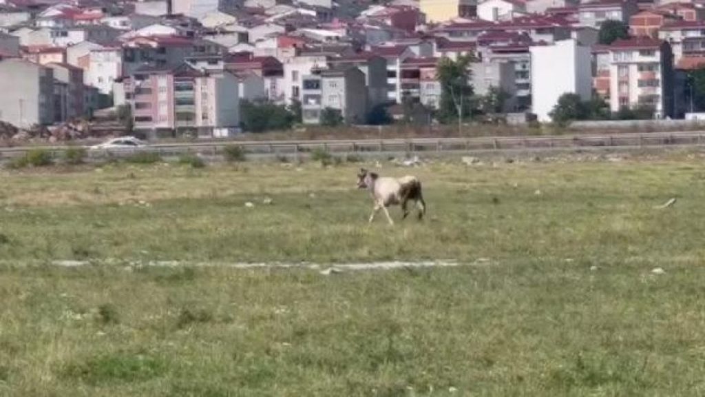 Kurban için İstanbul'a getirilen yedi tosun firar etti