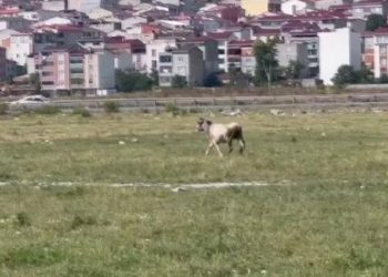 Kurban için İstanbul'a getirilen yedi tosun firar etti