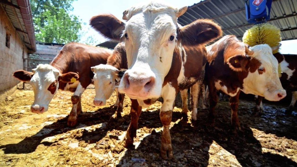 Kurban kesiminde 'salgın hastalık' uyarısı