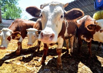 Kurban kesiminde 'salgın hastalık' uyarısı
