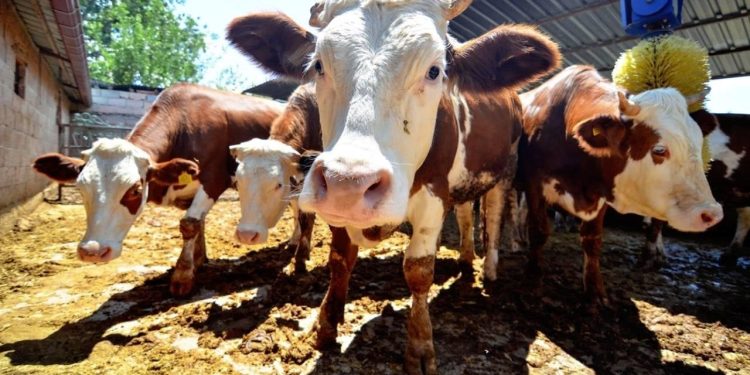Kurban kesiminde 'salgın hastalık' uyarısı