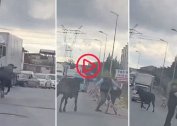 'Kurbanlık' dana firarda: Trafikte kovalamaca