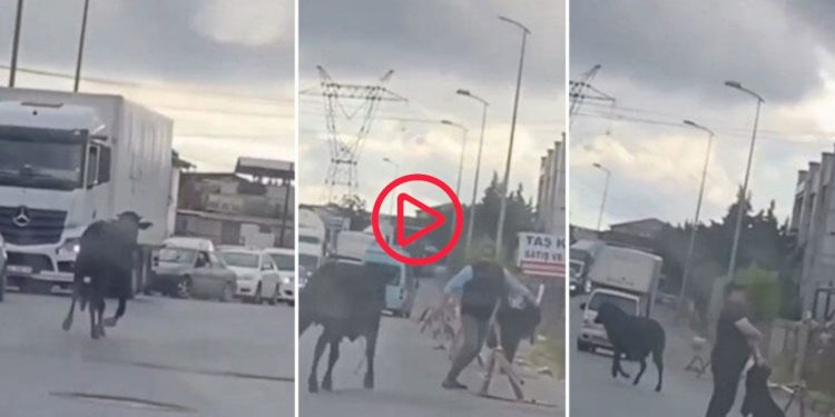 'Kurbanlık' dana firarda: Trafikte kovalamaca