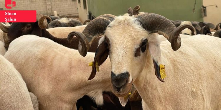 Kurbanlık fiyatları cep yakıyor: Fiyatlar önceki yıla oranla yüzde yüz arttı