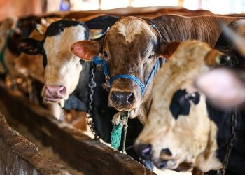 Kurbanlık fiyatları geçen yıla göre yüzde 140 zamlandı