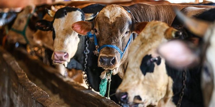 Kurbanlık fiyatları geçen yıla göre yüzde 140 zamlandı