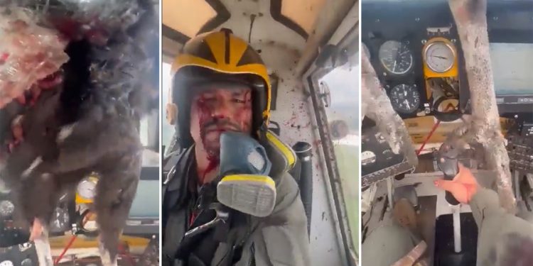 Kuş uçağın kokpit camına saplandı, pilot kanlar içinde kaldı