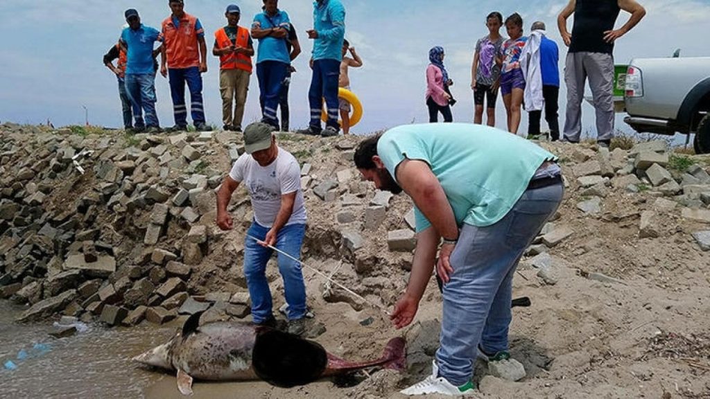 Kuşadası'nda son bir haftada altı ölü yunus sahile vurdu