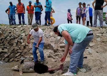 Kuşadası'nda son bir haftada altı ölü yunus sahile vurdu