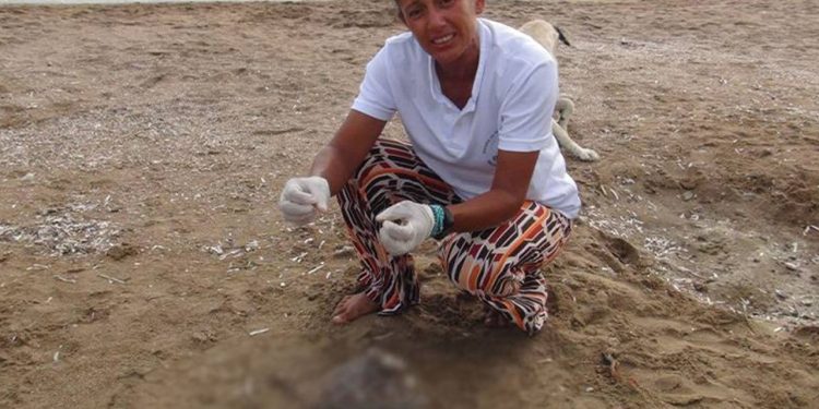 Manavgat'ta bir haftada 5 ölü deniz kaplumbağası sahile vurdu