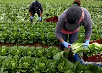 Mevsimlik göçmen işçiler anlattı: İngiltere’deki meyve bahçelerinde çalışmak kölelikle eş değer
