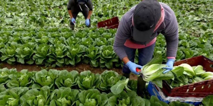 Mevsimlik göçmen işçiler anlattı: İngiltere’deki meyve bahçelerinde çalışmak kölelikle eş değer
