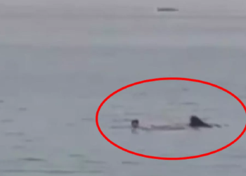 Mısır'da Rus turisti öldüren köpek balığı için profesörden ürperten yorum: "İlk vakası olmayabilir"