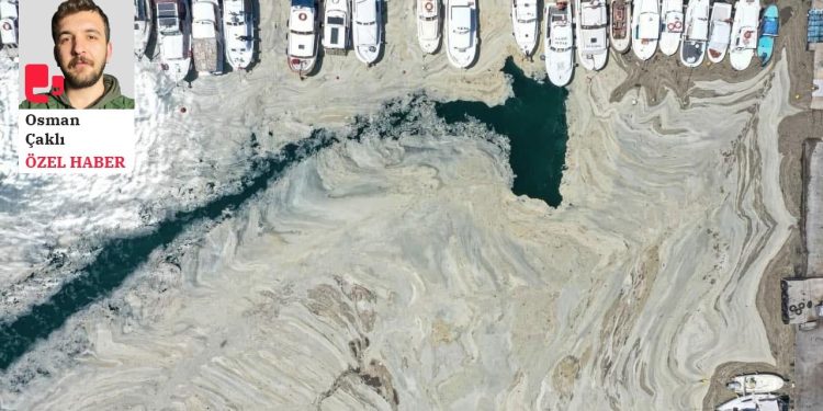 Müsilajdan geriye kalanlar: Marmara Denizi'nde oksijensiz bölgeler oluştu, balıkların boyu küçüldü