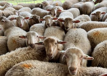 Pazarda satılamayan 'kurbanlıkları' ESK alacak