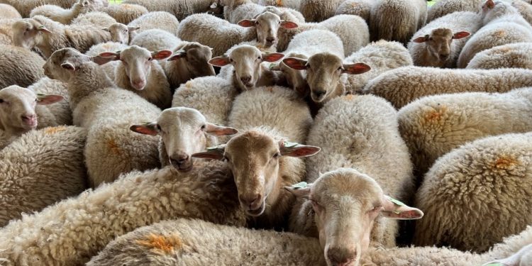 Pazarda satılamayan 'kurbanlıkları' ESK alacak