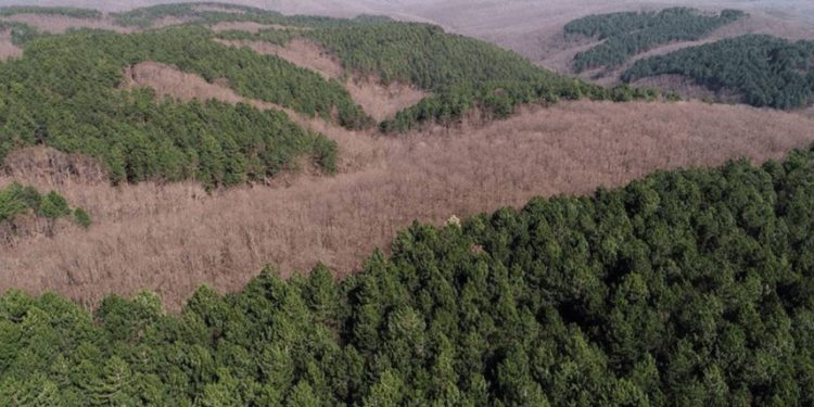 Samsun'da ormanlık alanlara giriş dört ay yasak