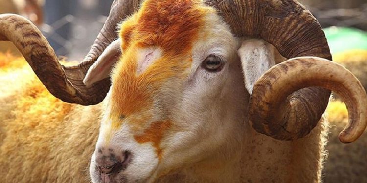 Satılamayan kurbanlıkları ESK satın alacak