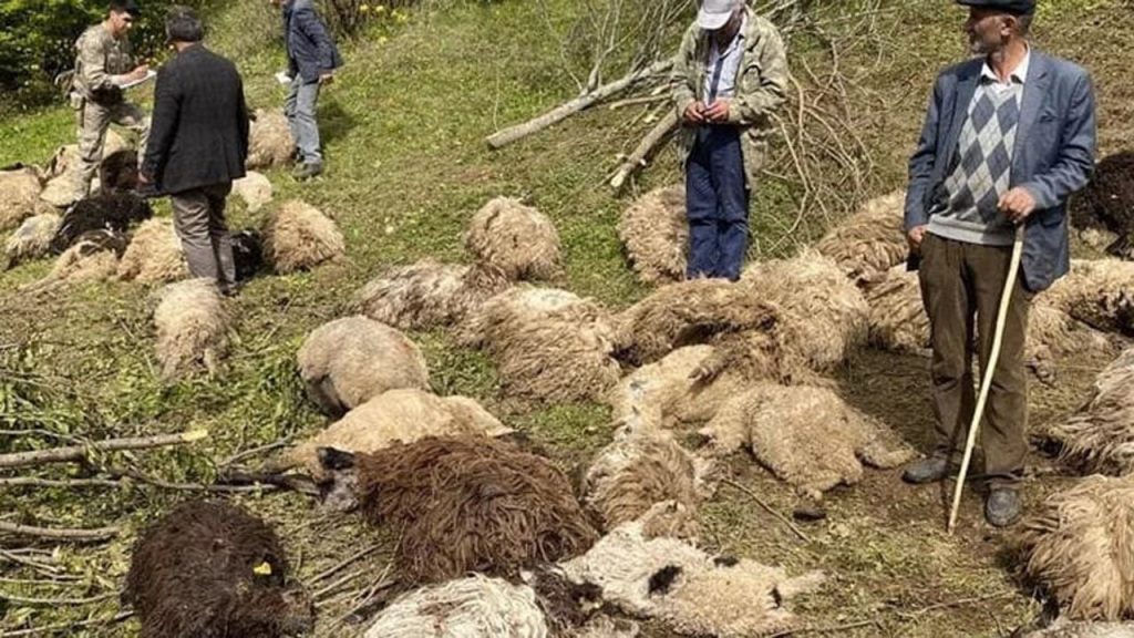 Sürüye ayılar saldırdı, 76 koyun öldü