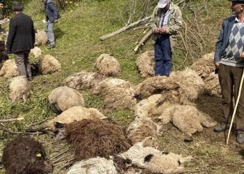 Sürüye ayılar saldırdı, 76 koyun öldü