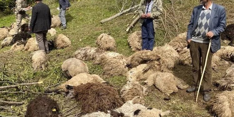Sürüye ayılar saldırdı, 76 koyun öldü