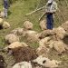 Sürüye ayılar saldırdı, 76 koyun öldü