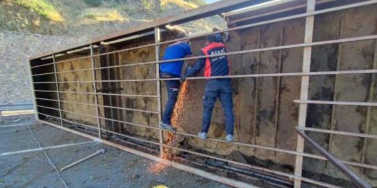 TIR devrildi, sürücü ve 150 kurbanlık koyun öldü