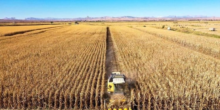 Tarımda yeni düzenleme: Fındık, kayısı gibi ürünlerde yeni bahçe kurulması izne bağlanıyor