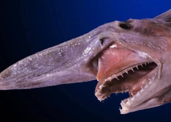 Tayvan'da 'tarih öncesi tür' olarak nitelenen 800 kilogramlık goblin köpek balığı ağlara takıldı