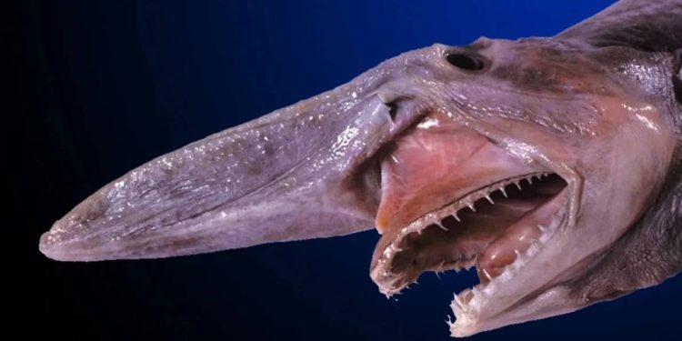 Tayvan'da 'tarih öncesi tür' olarak nitelenen 800 kilogramlık goblin köpek balığı ağlara takıldı