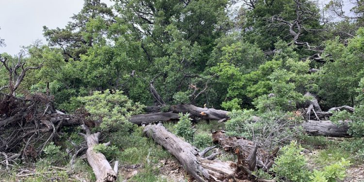 Tokat’ta kutsal sayıldığı için vatandaşlar kuru bir dalı dahi almıyordu! Çal Baba Ormanı’na maden arama ruhsatı verildi