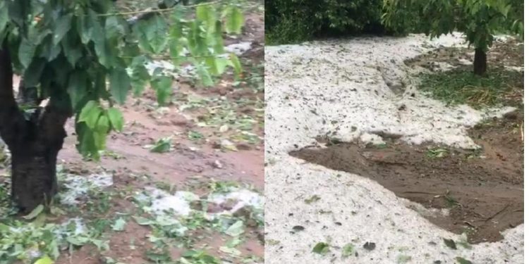 Tokat'ta sağanak yağış  ve dolu: Meyve ağaçları zarar gördü
