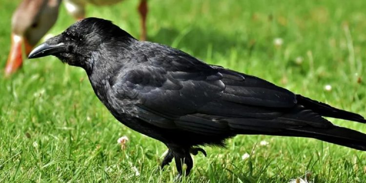 Tüyler ürperten cinayeti kargalar ortaya çıkardı: Önüne kesik parmaklar düştü