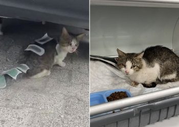 Üzerine ağda bantları yapıştırılan kedi tedavi altına alındı