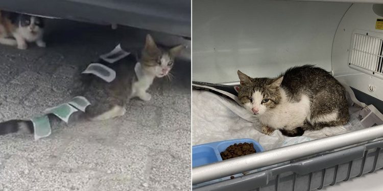 Üzerine ağda bantları yapıştırılan kedi tedavi altına alındı