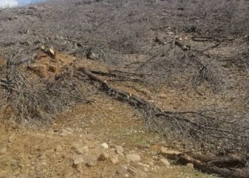 ‘Geliyê Godernê’deki ağaçlar hangi gerekçeyle kesiliyor?’