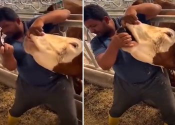 ‘Hayvana zorla içki içirdi’ iddiası