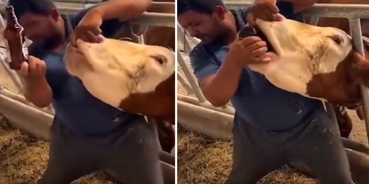 ‘Hayvana zorla içki içirdi’ iddiası