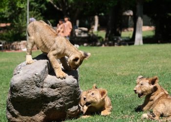Cumhurbaşkanı Erdoğan’ın aslanları dördüz doğurdu