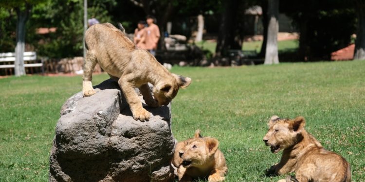 Cumhurbaşkanı Erdoğan’ın aslanları dördüz doğurdu