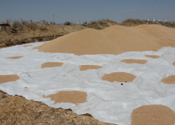 TMO’dan randevu alamayan çiftçilerin mahsulü harmanda kaldı