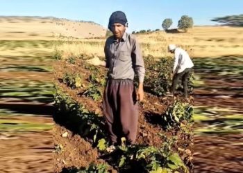 Zamdan dolayı mazot alamayınca ektiği bostanı söktü