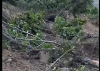 Xîzan’da fiili yasak: Ağaçlar kesiliyor