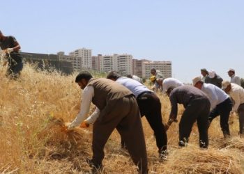Cudî’nin eteklerinde pale orkestrası