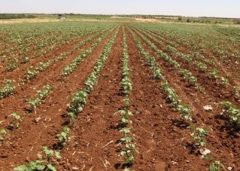 Tarımda ‘Muhtaç ol ya da göç et’ politikası uygulanıyor