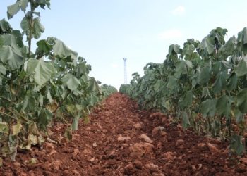 DEPSAŞ’ın para hırsı 25 bin dönüm ekili alanı kurutuyor!