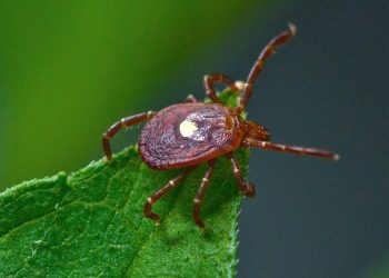 ABD'li uzmanlar uyardı: Kene ısırığına bağlı et alerjisi geliştirenlerin sayısı 450 bine ulaşmış olabilir