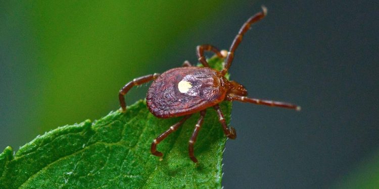 ABD'li uzmanlar uyardı: Kene ısırığına bağlı et alerjisi geliştirenlerin sayısı 450 bine ulaşmış olabilir